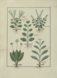 Illustration aus dem Buch der einfachen Medizin von Mattheaus Platearius, ca. 1470